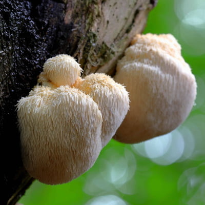 lions-mane-mushroom