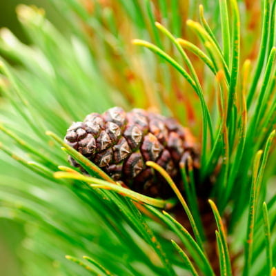 pine-bark-extract
